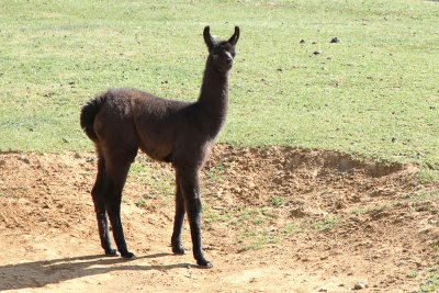 Another shot of young brown llama 