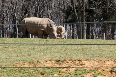 A first for me: Adult and baby rhino!