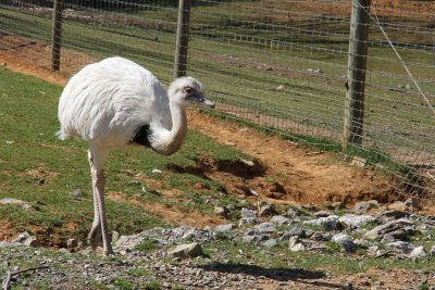 Ostrich, emu or rhea (not sure which; small, so probably another baby)