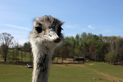 Young ostrich, I think
