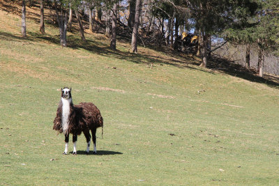 Scruffy llama needs to shed some fur - spring is here!