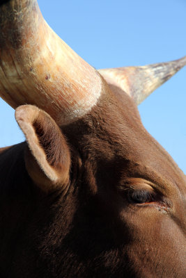  Watusi 