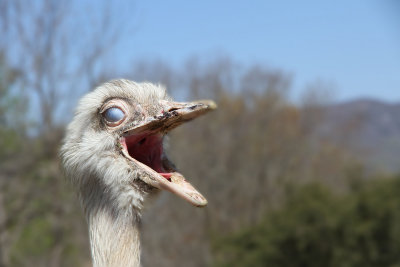  Young rhea, I think.  His (her?) eyes roll back, exposing blue. 