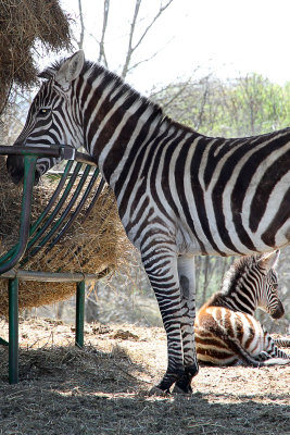  Zebras were eating lunch