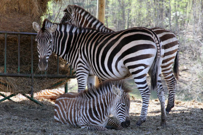 I made my usual quick visit to Virginia Safari Park.  (See separate gallery).