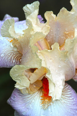  Irises & Hummingbird