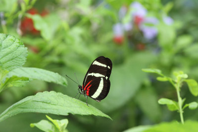 Butterflies at Brookside Gardens