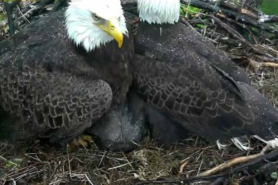 Apr 9 - rain; eaglets get sheltered by 2 parents