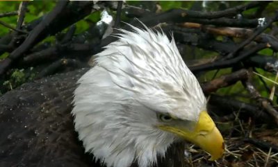 Closeup - parent with notched beak