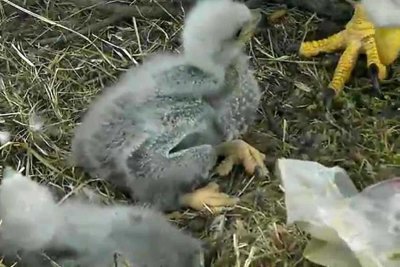 Big baby feet; look at those talons on parent! Ugh, bag brought up by parent.