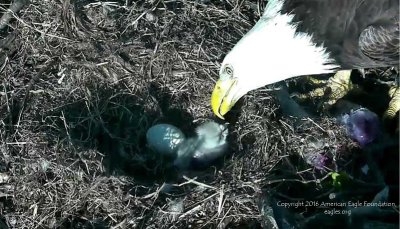 Eagle baby being inspected by parent