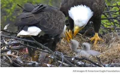 Easter, March 27 - babies were fed beak to beak by a parent, or sometimes both