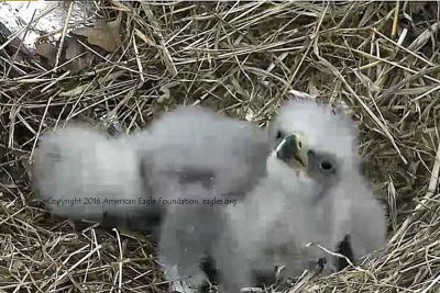 Eaglet babies soon after second baby was born
