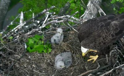 Eaglets are called DC 2 & 3, but will soon be given names