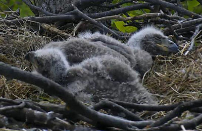 Nap time for eaglets, Apr 9