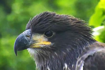 Closeup of Freedom or Liberty June 4. The next day, his sister fledged - flew for first time. 