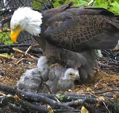American Eagle Foundation Webcams 2016 - Screenshots (DC eagle cam)