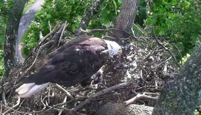 Parent pulls apart duck with fluff on nest June 8
