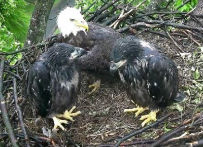 Lots of rain in DC this spring; soggy eaglets with big feet & parent May 5