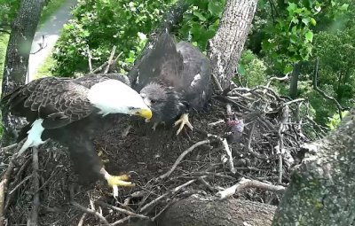 Occasionally a juvenile will snap at a parent - learning survival, I guess!