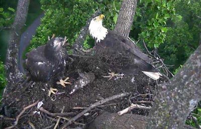 Free and mom on nest June 8 looking up at silly Liberty