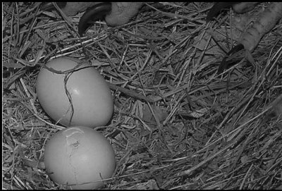 TFL laid her 1st egg Feb. 10 & the 2nd Feb. 14. Freedom hatched Mar. 18 & Liberty March 20. 