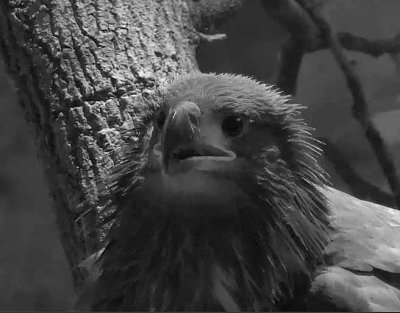 Liberty June 26 - 9pm when a sub-adult eagle landed on the nest.  