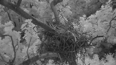 What a mess the nest has become with all the landings, takeoffs, stomping, decaying fish, and no cleanup by the parents!