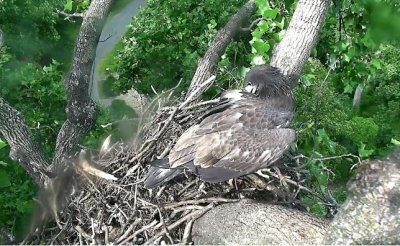 Freedom preens on the nest July 7.