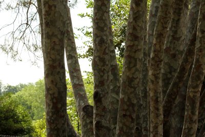 Gorgeous bark on huge tree in azalea gardens
