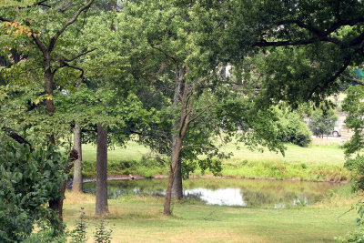 Small pond not too far from azalea collection - mink, duck, koi? (did pass a koi pond in Asian garden section)