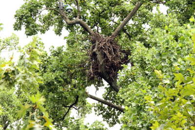 View of nest from road 200 mm, no crop, around 10 AM