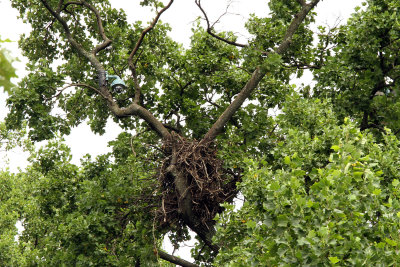 Another shot of nest tree from road (around 200mm, but CAN see with eyes only from ground)