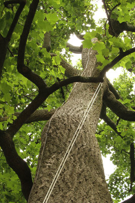 Very soon after nest view, if keep walking, can see tree with wires from street - not far from street.  Can do short steep climb