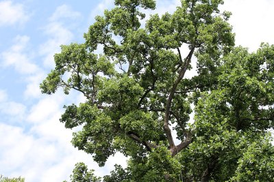 Very top of tree (above nest) - taken from road, shows ropes