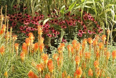 Red hot pokers & coneflowers in the Azalea Garden