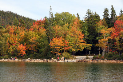  Just trees, Jordan Pond, Acadia.  So beautiful. 