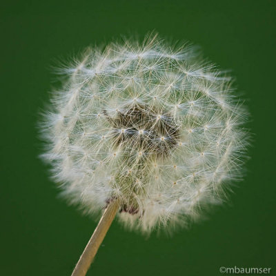 Dandelion