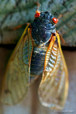 Cicada