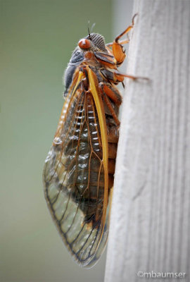 Magicicada Periodical Cicada