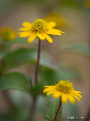 Daisies