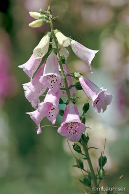 7D_49103.jpg