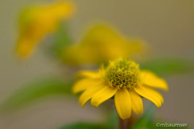 Soft Focus Flower