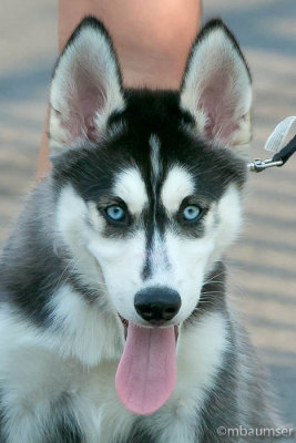Blue Eyes