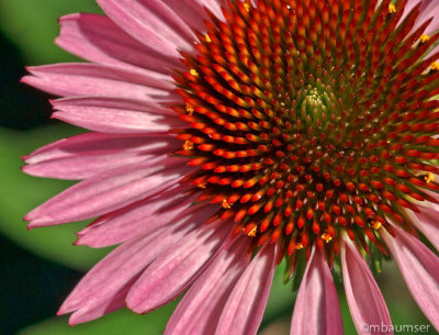 Cone Flower