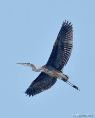GBH Over Long Beach NJ