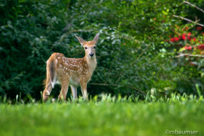 Fawn
