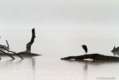 GBH In Fog