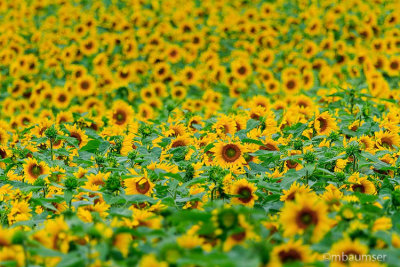 Field Of Sunflowers