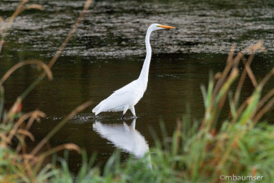 Great White Egret At Montezuma Wildlife Refuge